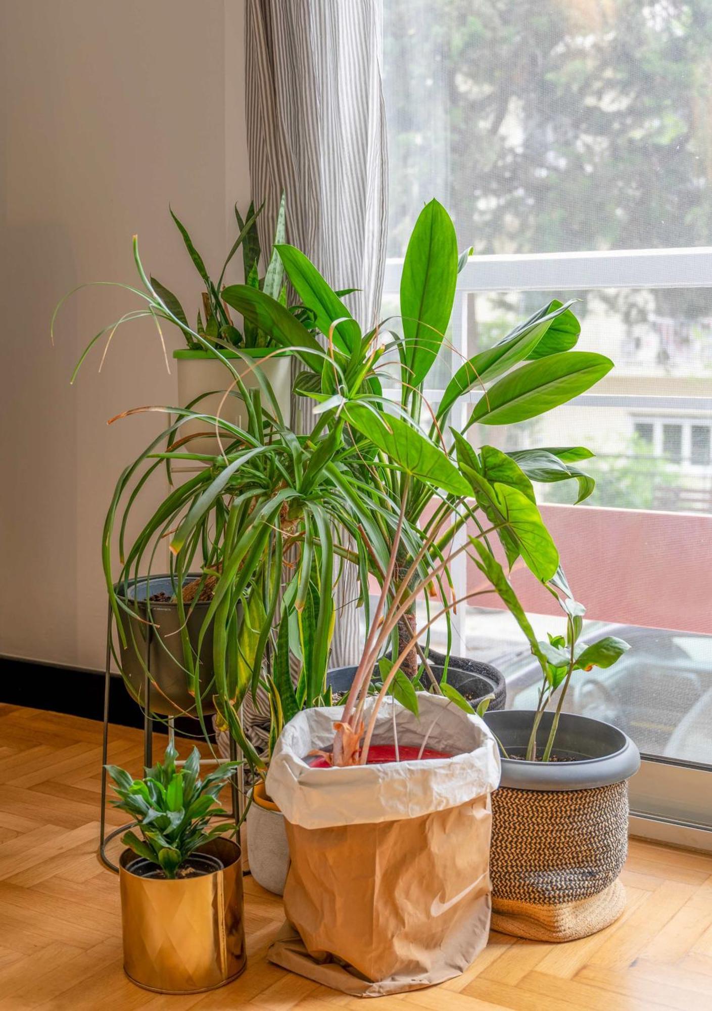 O&o Group Stylish Jungle Retreat Kolonaki Center Apartment *